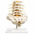 Toys4.0 Anatomical Model Lumbar Spinal Column TO291563